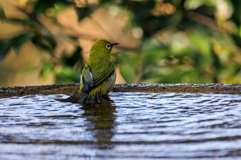 Warbling White-eye 権現山(弘法山公園) Thu, 2/3/2022