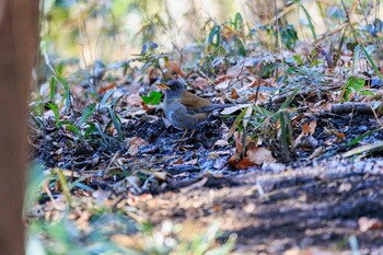 Pale Thrush 権現山(弘法山公園) Thu, 2/3/2022