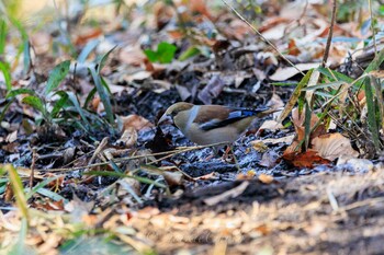 Hawfinch 権現山(弘法山公園) Thu, 2/3/2022