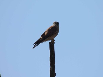 2022年2月3日(木) 北京温楡河公園(北京)の野鳥観察記録