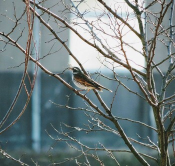 Dusky Thrush 木場潟(石川県小松市) Unknown Date