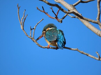 カワセミ 場所が不明 2021年2月5日(金)