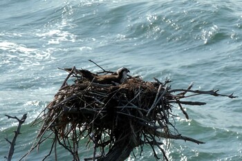 Osprey 石川県加賀市 Unknown Date