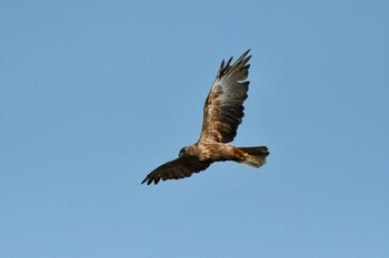 Mon, 1/31/2022 Birding report at Watarase Yusuichi (Wetland)