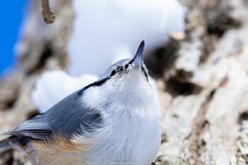 ゴジュウカラ 大沼公園(北海道七飯町) 2022年1月31日(月)