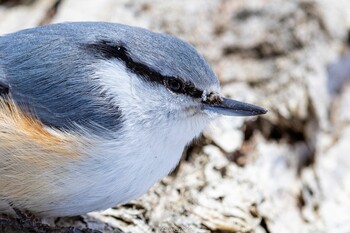 ゴジュウカラ 大沼公園(北海道七飯町) 2022年1月31日(月)