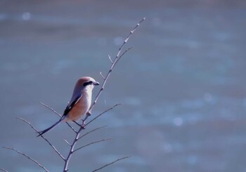 Bull-headed Shrike 福井県福井市大瀬町 Thu, 10/13/2016