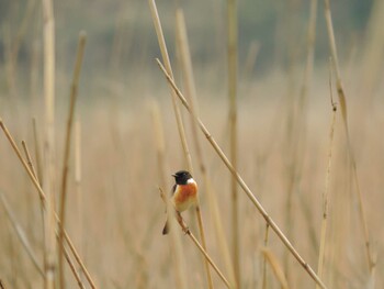 African Stonechat 福井県敦賀市中池見湿地 Unknown Date