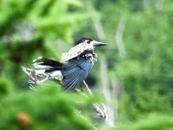 Spotted Nutcracker Okuniwaso(Mt. Fuji) Fri, 8/18/2017