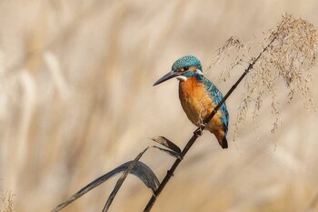 Common Kingfisher 多々良沼 Thu, 2/3/2022