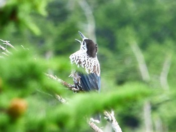 Spotted Nutcracker Okuniwaso(Mt. Fuji) Fri, 8/18/2017