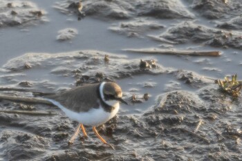 Little Ringed Plover 多々良沼 Sun, 1/30/2022