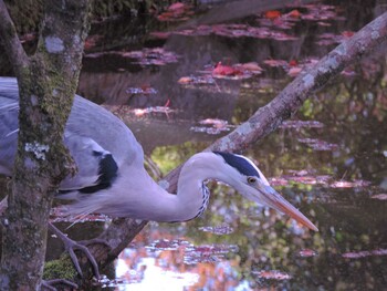 Grey Heron 京都府京都市東山区 Sun, 11/16/2014