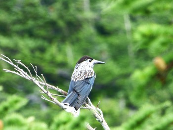 Spotted Nutcracker Okuniwaso(Mt. Fuji) Fri, 8/18/2017