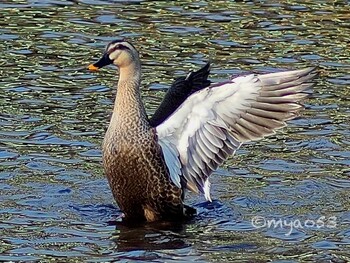 Eastern Spot-billed Duck 東山植物園 Wed, 2/2/2022