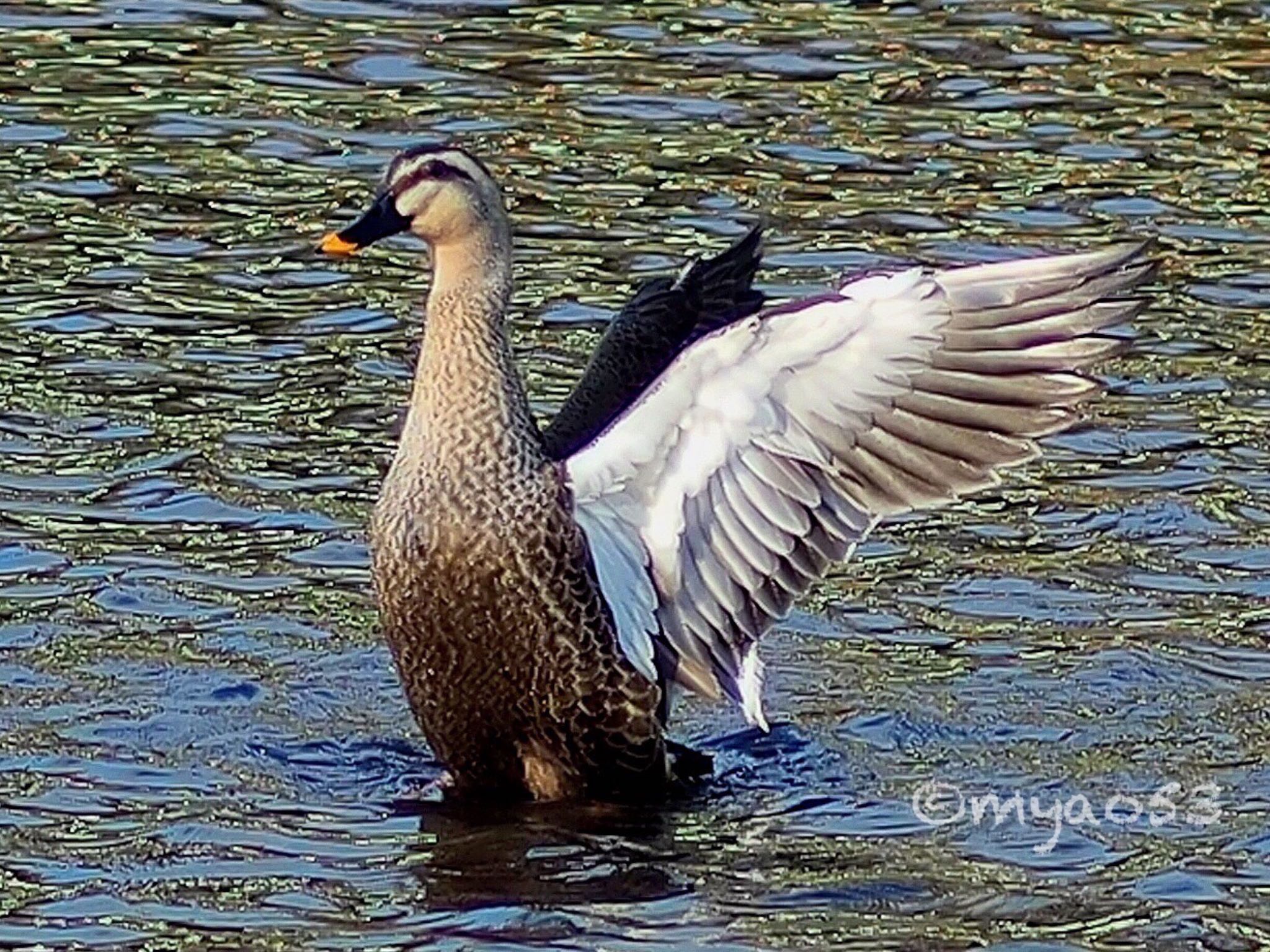 Photo of Eastern Spot-billed Duck at 東山植物園 by myao53