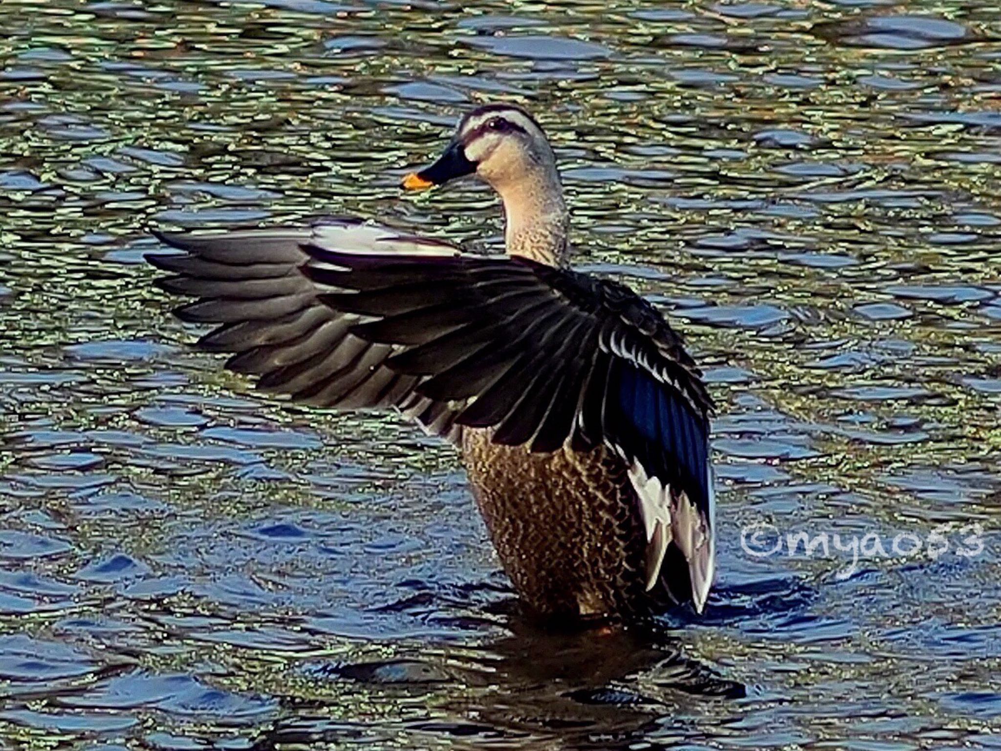 Photo of Eastern Spot-billed Duck at 東山植物園 by myao53