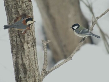 Varied Tit 福井県大野市自然観察センター Sat, 2/6/2016