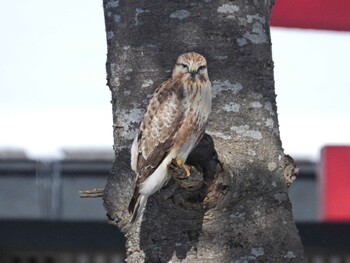 Eastern Buzzard 函館市滝沢町 Thu, 2/3/2022