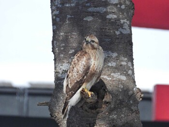 Eastern Buzzard 函館市滝沢町 Thu, 2/3/2022