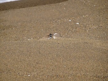 Kentish Plover 福井県福井市両橋屋町 Mon, 3/21/2016