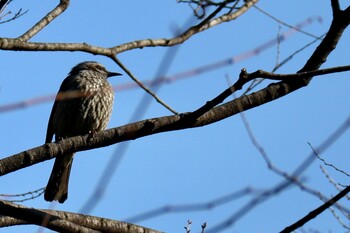 Brown-eared Bulbul 東京都 Wed, 2/2/2022