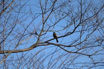 Brown-eared Bulbul 東京都 Wed, 2/2/2022