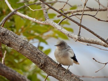 2022年1月30日(日) 芦屋市総合公園の野鳥観察記録