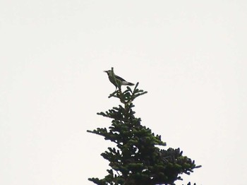 Spotted Nutcracker Okuniwaso(Mt. Fuji) Fri, 8/18/2017