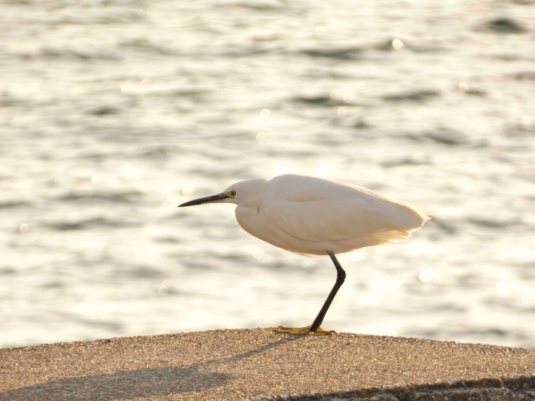 野比海岸 コサギの写真 by koshi