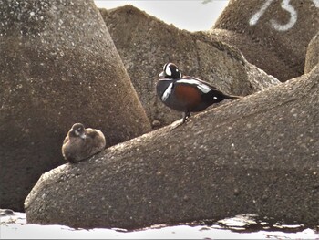 2022年1月30日(日) 野比海岸の野鳥観察記録