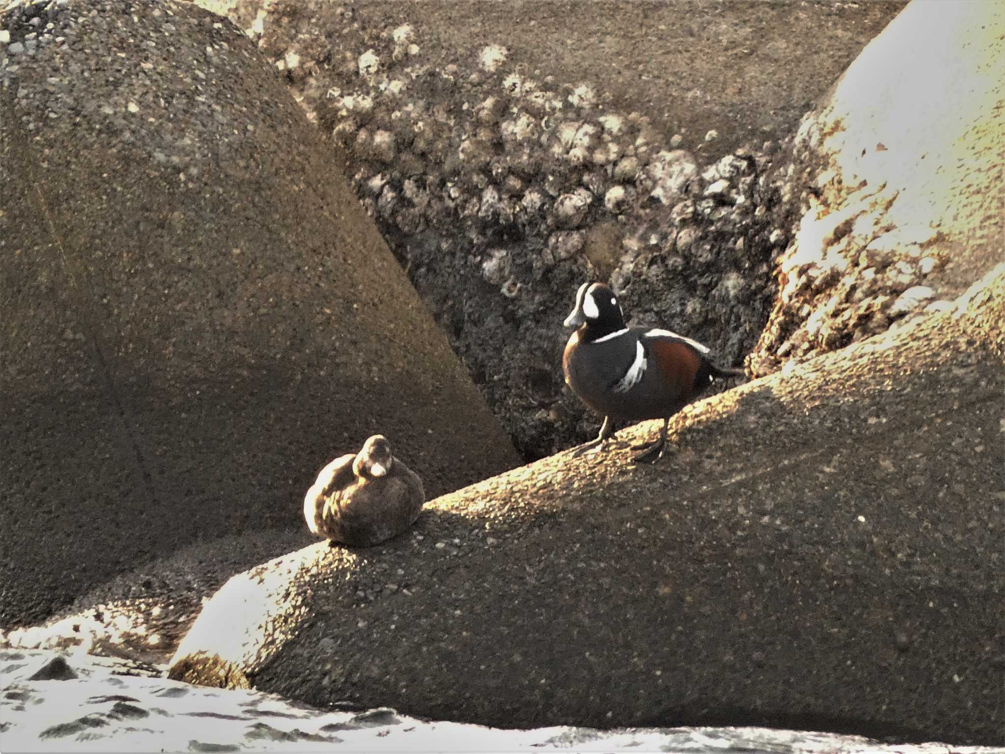 野比海岸 シノリガモの写真 by koshi