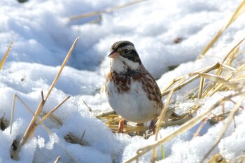 Rustic Bunting 杭瀬川スポーツ公園 Tue, 1/18/2022