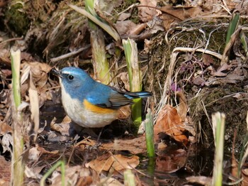 Red-flanked Bluetail 皆野町 Wed, 2/2/2022
