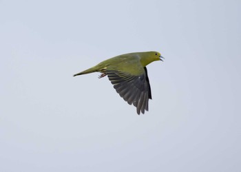 White-bellied Green Pigeon Terugasaki Beach Sun, 8/13/2017