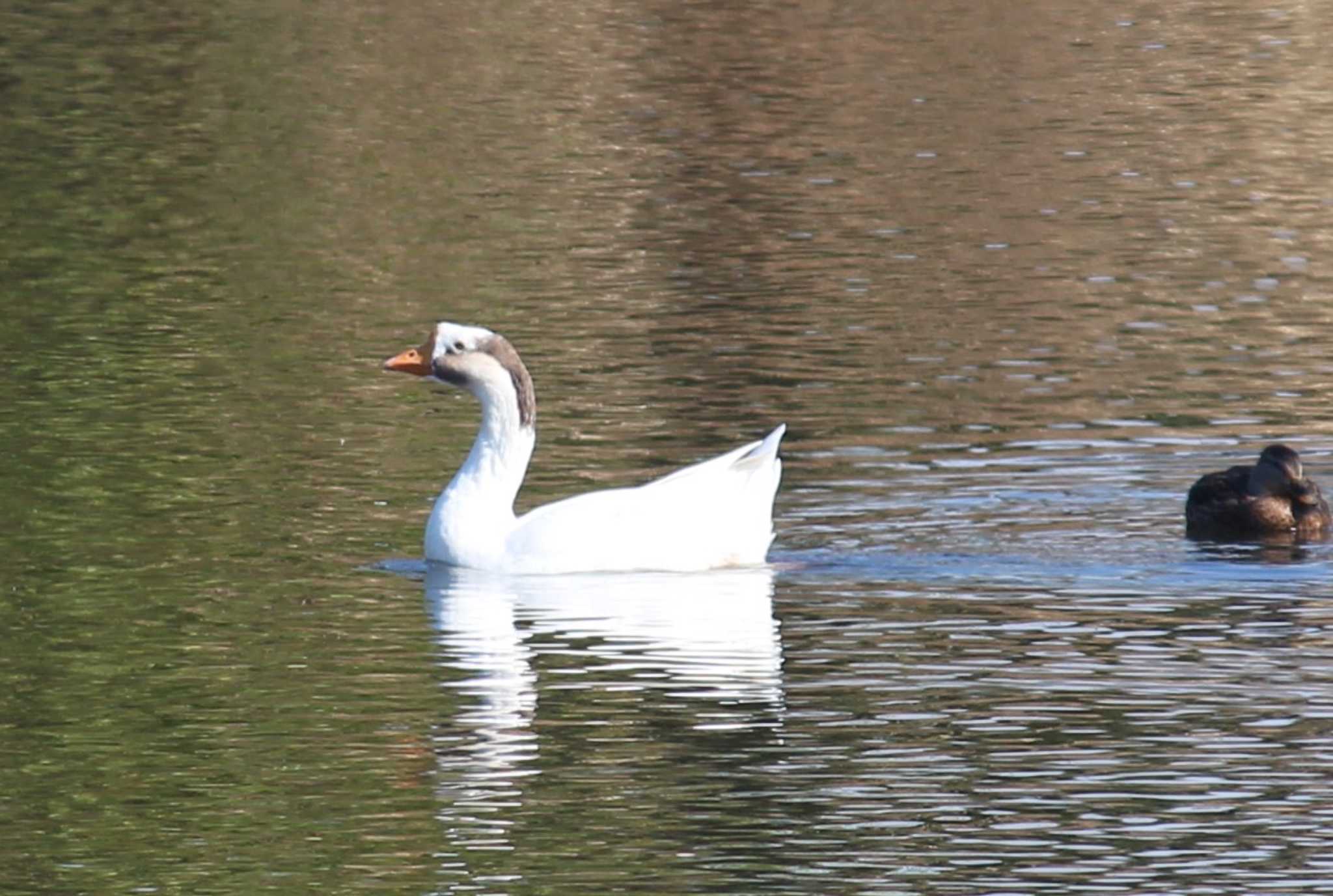 Photo of ガチョウ at 柴山沼 by MATIKEN