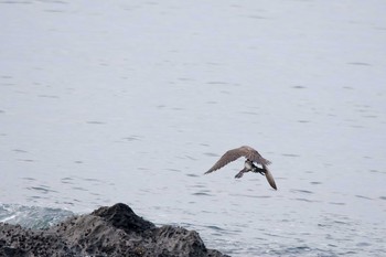 Peregrine Falcon Terugasaki Beach Sun, 8/13/2017