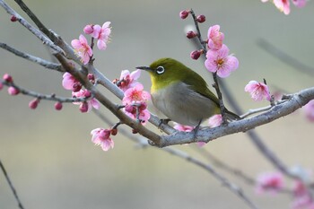 Warbling White-eye 栗林公園 Wed, 2/2/2022