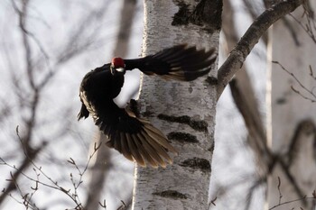 Black Woodpecker 北海道 Unknown Date