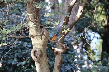 Daurian Redstart 東京都 Wed, 2/2/2022