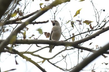 シメ 明石公園 2021年12月12日(日)