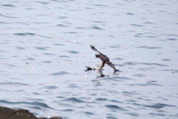 Peregrine Falcon Terugasaki Beach Sun, 8/13/2017