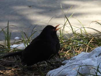 Chinese Blackbird 天壇公園(北京) Wed, 2/2/2022