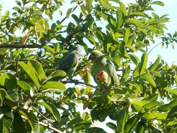 Yellow-shouldered Amazon