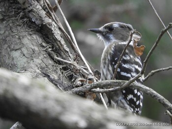 Japanese Pygmy Woodpecker 福岡県 Thu, 3/19/2020