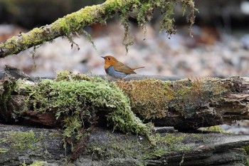 Japanese Robin Yanagisawa Pass Mon, 5/15/2017