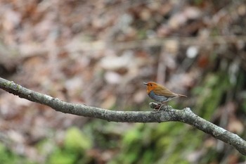 Japanese Robin Yanagisawa Pass Mon, 5/15/2017