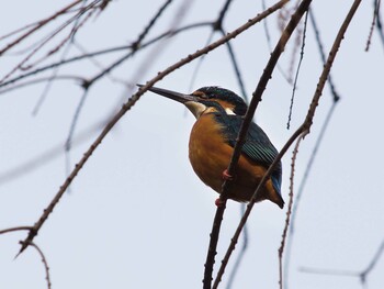 Common Kingfisher Unknown Spots Tue, 2/1/2022