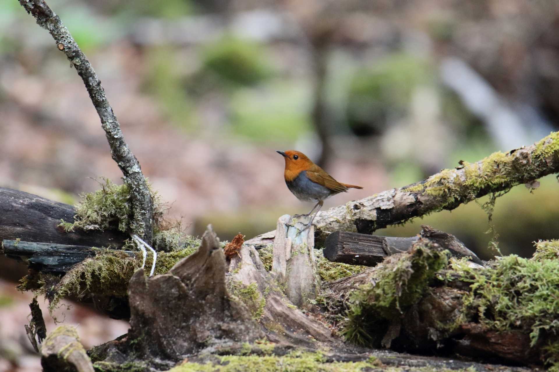 柳沢峠 コマドリの写真 by マイク