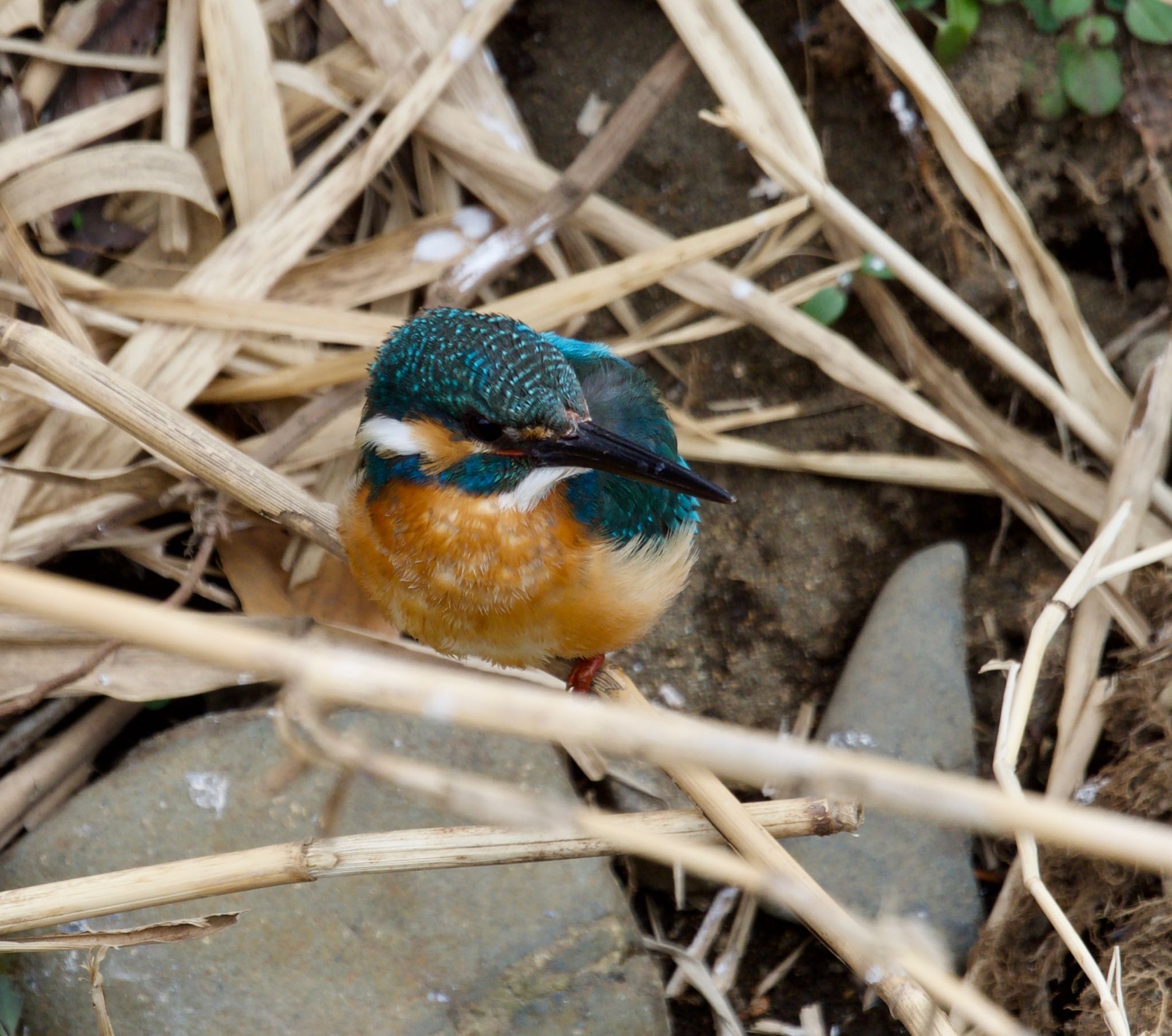 境川遊水地公園 カワセミの写真 by 青い鳥
